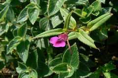 Impatiens tomentosa